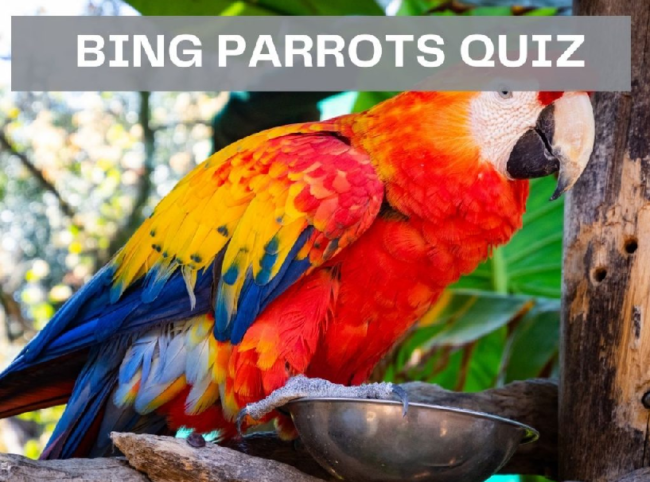 Bing Parrots Quiz