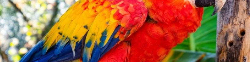 Bing Parrots Quiz